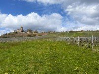 Bild (03e33587b4098ce46888bc01d292a844): Traumhaftes Baugrundst�ck mit Burgblick