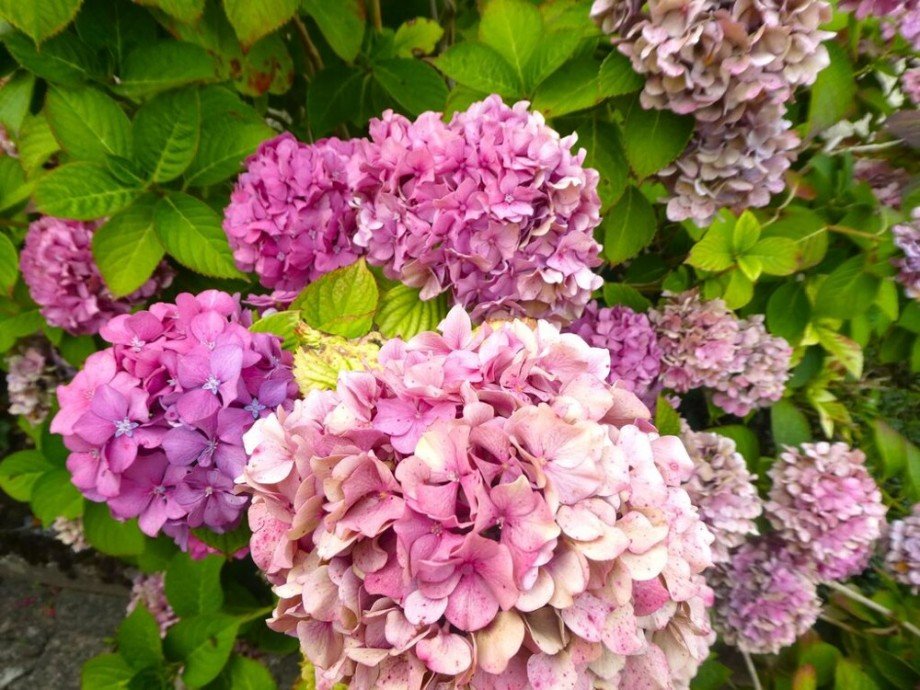 Bl�tenpracht Wohngrundst�ck Bietigheim-Bissingen