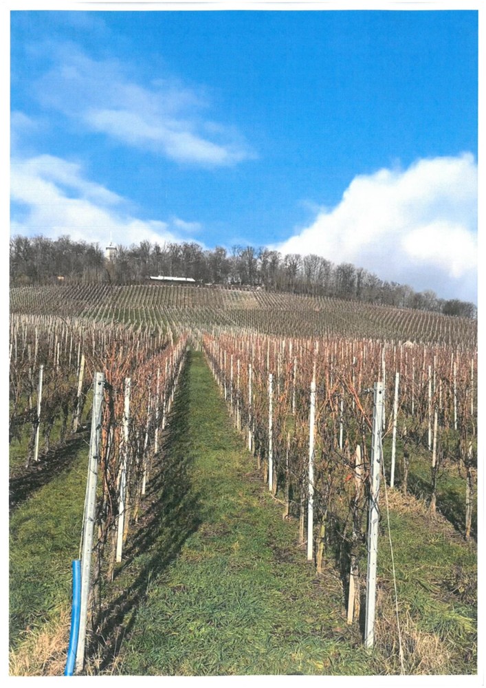 Weinberg Land- / Forstwirtschaft - Grdst. Gro�bottwar