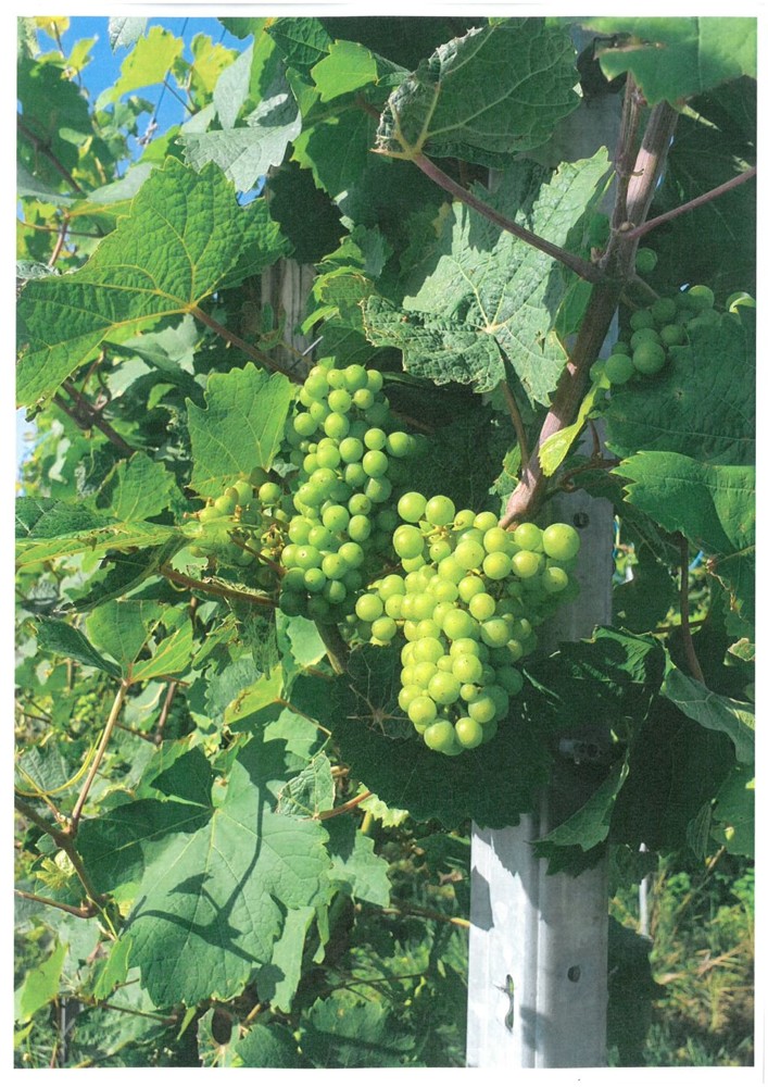Trauben Land- / Forstwirtschaft - Grdst. Gro�bottwar