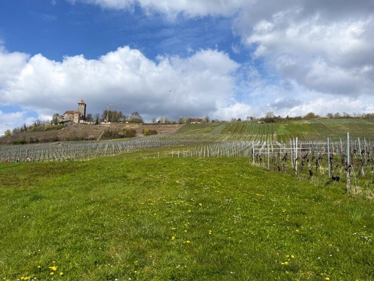 Burgblick Gro�bottwar Wohngrundst�ck Traumhaftes Baugrundst�ck mit Burgblick