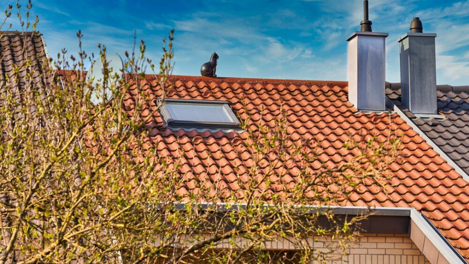 Dach_mit_katze Reihenmittelhaus Freiberg am Neckar / Beihingen