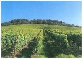 Hauptbild Weinberg in sonniger Lage Großbottwars zu verkaufen!